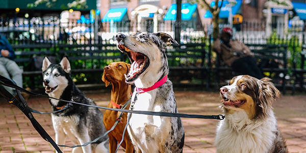 Board & Train Program