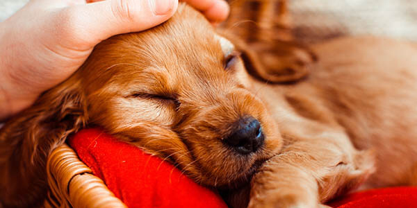 TYD120 Hybrid Program (Done-for-You + Done-with-You)